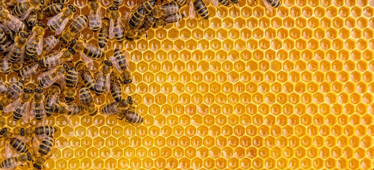 Regione Emilia-Romagna - Ord. 14/04/2020 n. 286651 - COVID-19 - Sciamatura delle api. Nota esplicativa